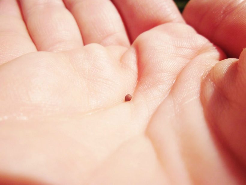 mustard-seed-in-hand-1365x1024